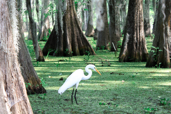 National Parks in Florida: The Must See Spots