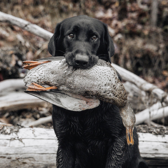 Duck and Geese Charts