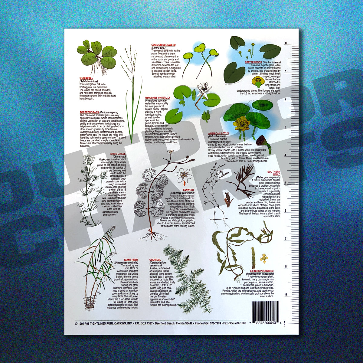 Plant Identification Chart Freshwater Aquatic Plant Identification Chart #12 (Florida APMS Inc ...