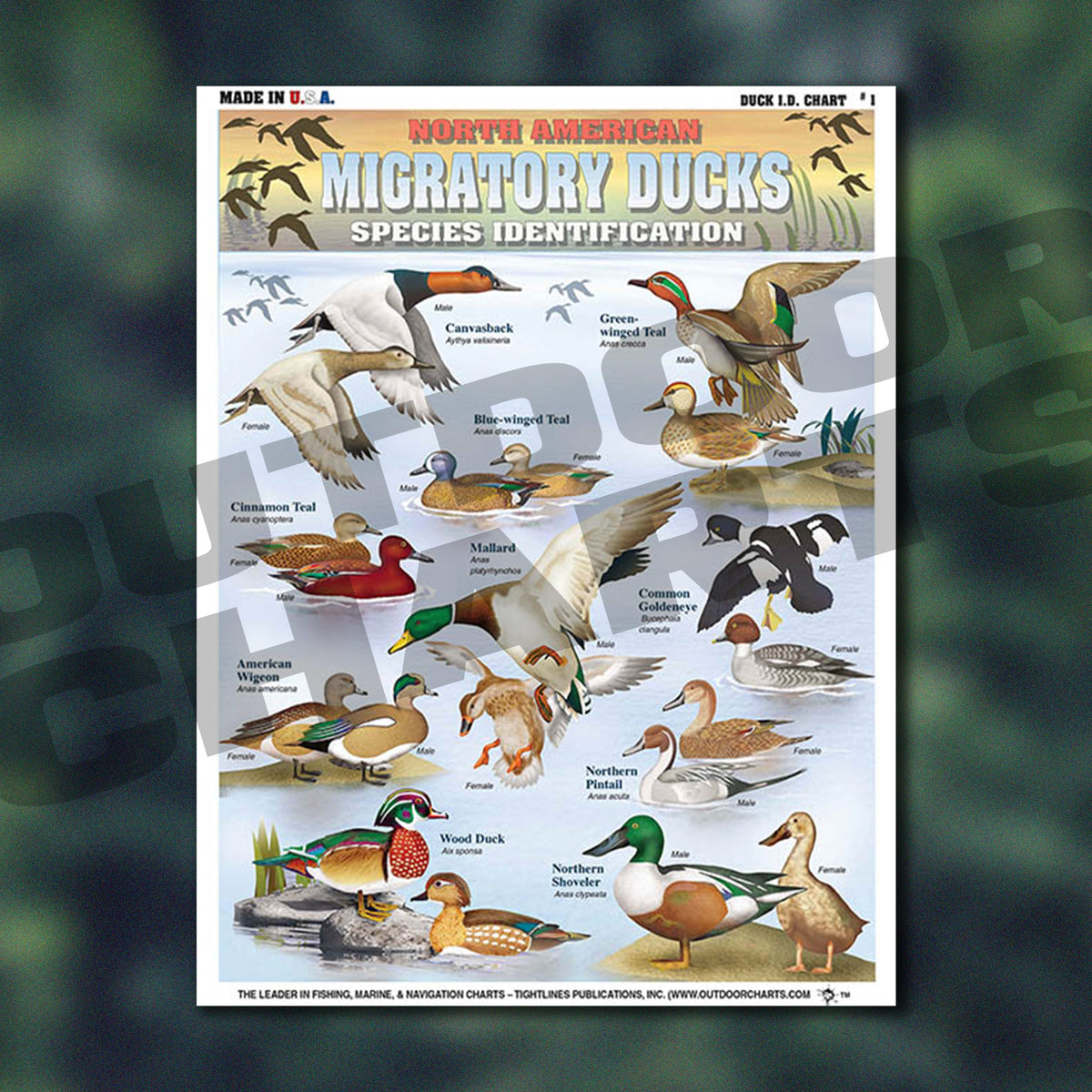 Ducks Back Color Chart Duck Identification #1 (North American Migratory Ducks) - Waterproof Q ...