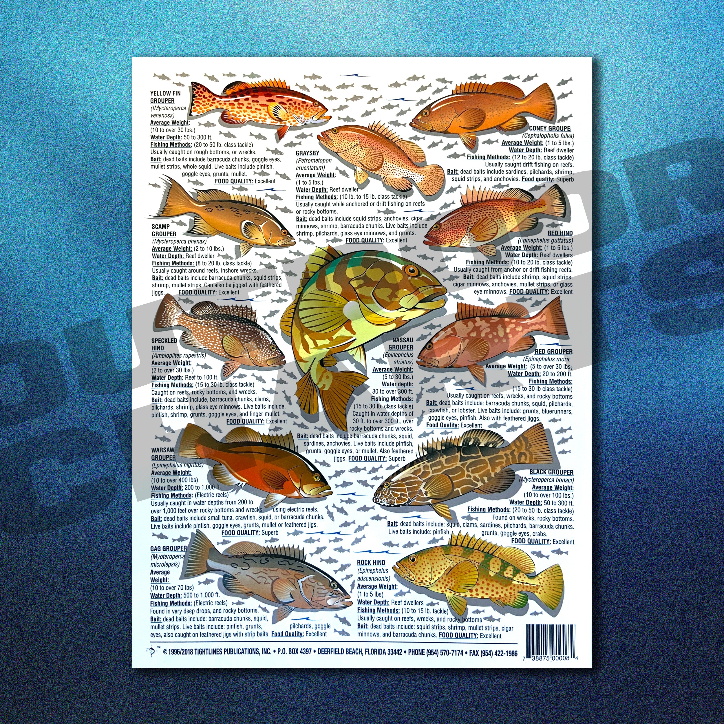 How to Catch'Em Saltwater Fish Identification #6 (Snappers, Porgies ...