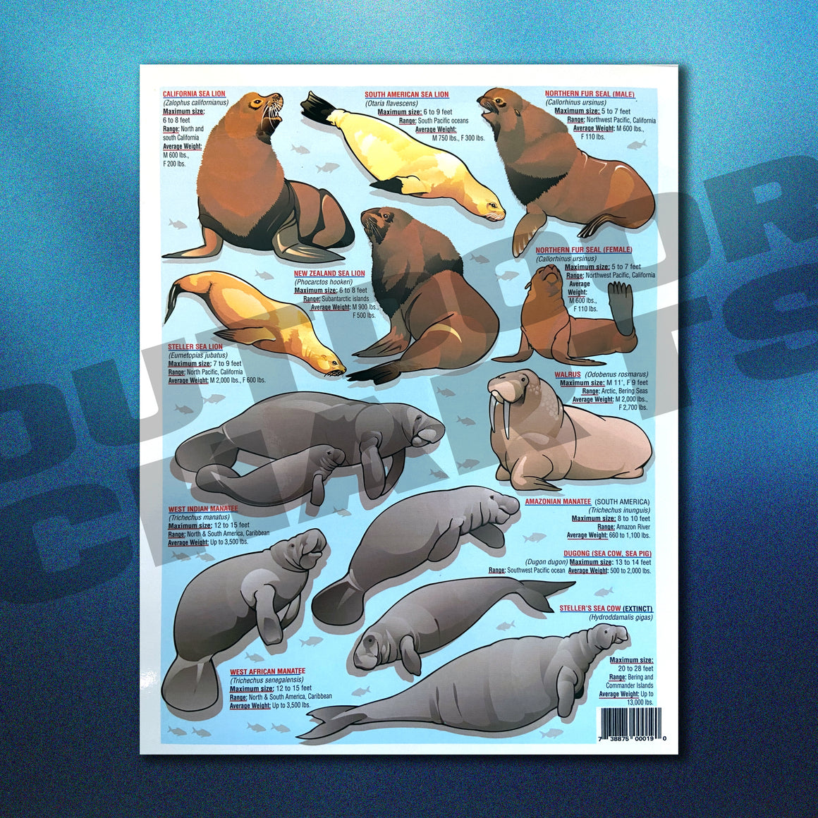 Ocean Identification Charts – Outdoor Charts
