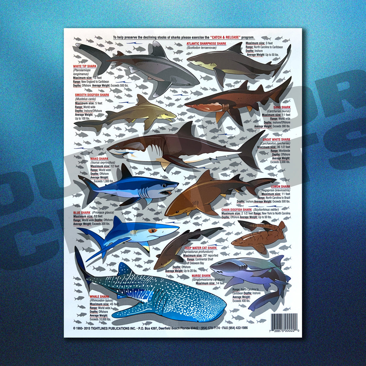 Sharks Identification #1 (Atlantic, Pacific, and Caribbean Oceans) - W