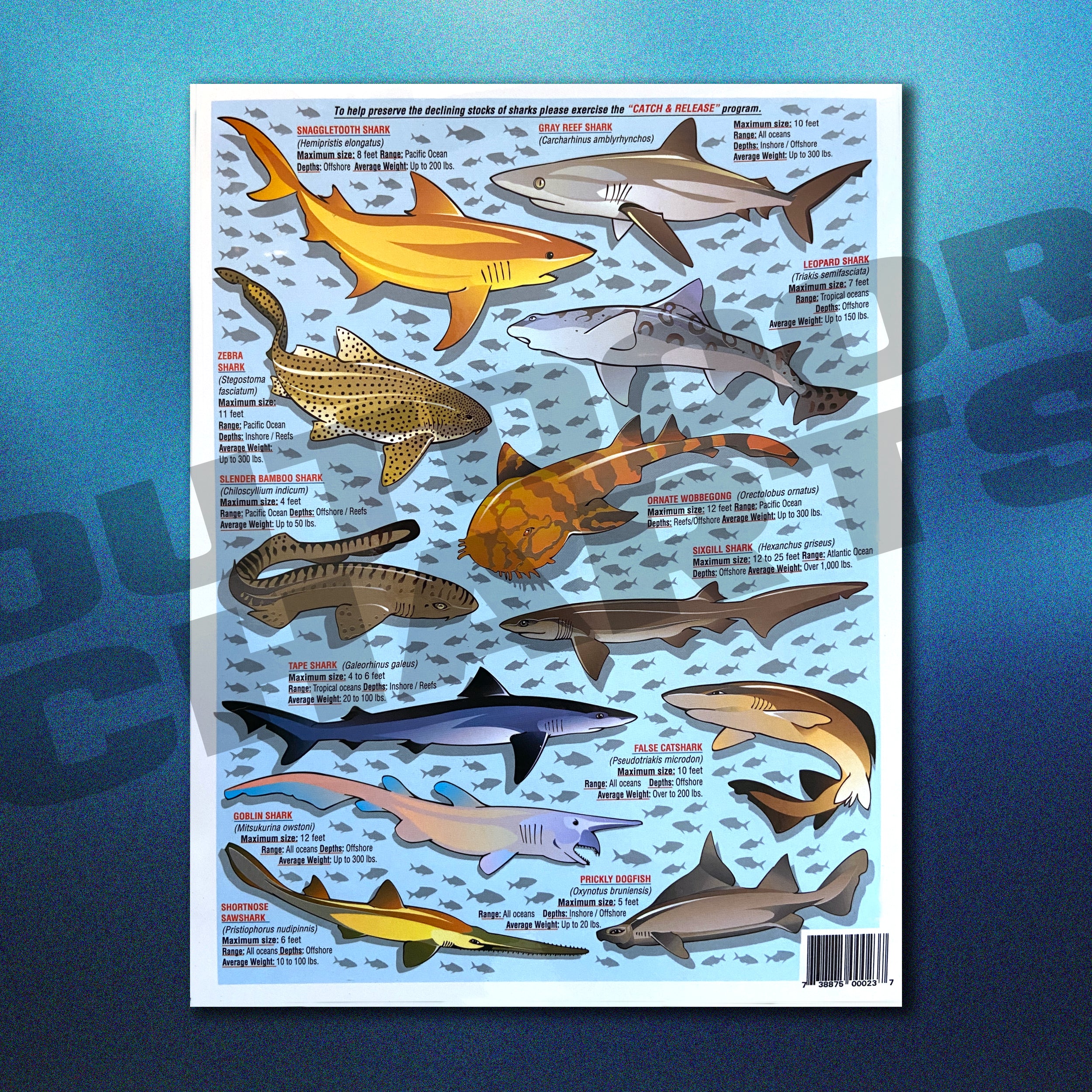 Shark Species Chart