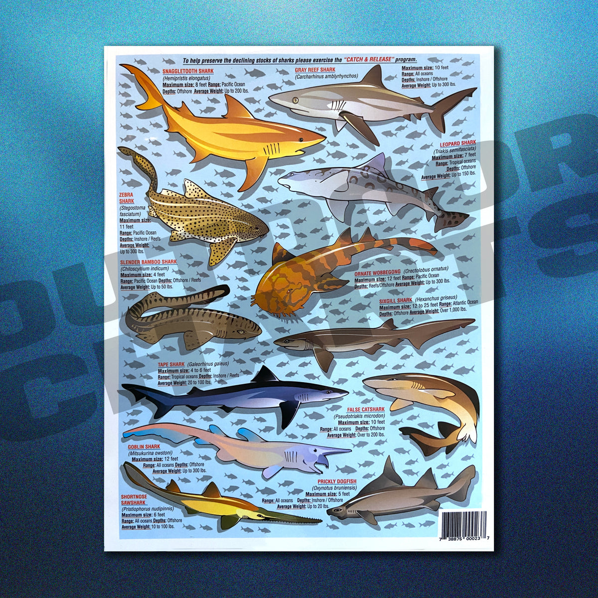 Sharks Identification Chart #2 Atlantic, Pacific, and Caribbean Oceans ...