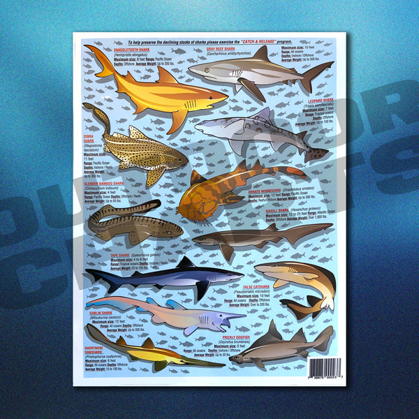 Sharks Identification Chart #2 Atlantic, Pacific, and Caribbean Oceans ...