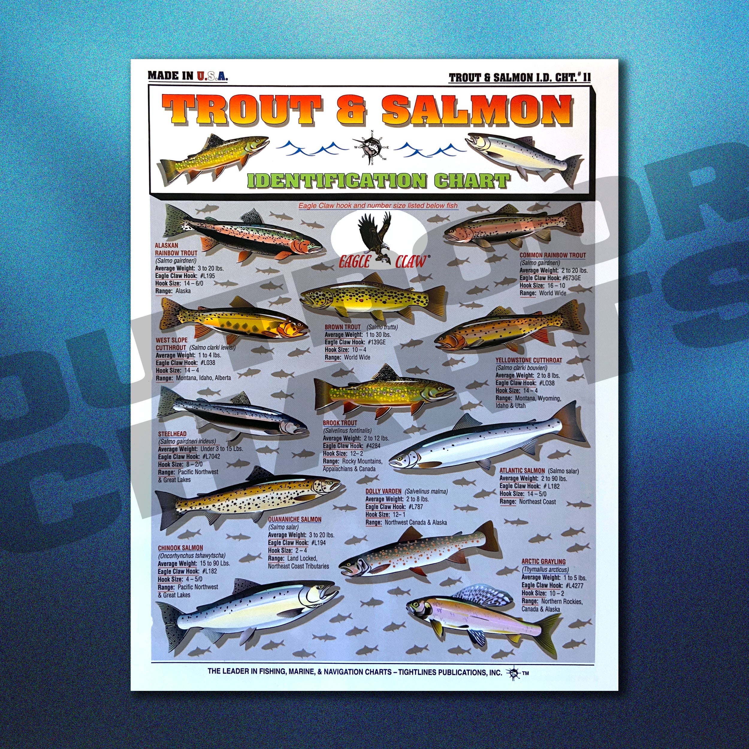 Trout and Salmon Identification Chart #11 – Outdoor Charts